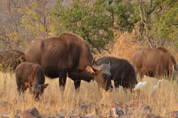 indian bison - gaur