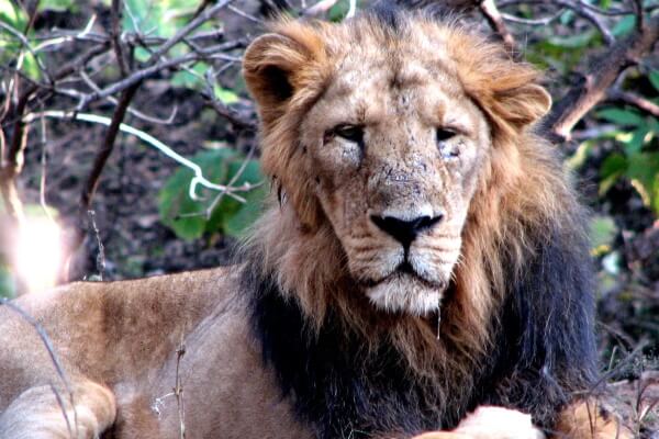 Asiatic Lion in Gir National Park