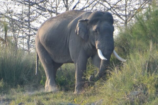 wild elephant indian wildlife