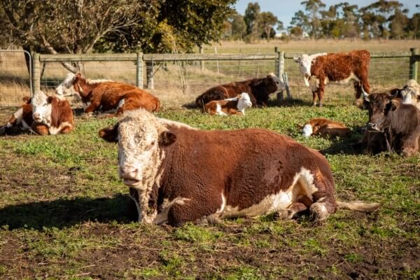 cows, livestock pandemic