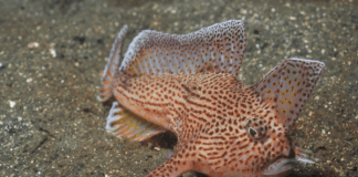 The Spotted Handfish