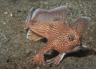 The Spotted Handfish