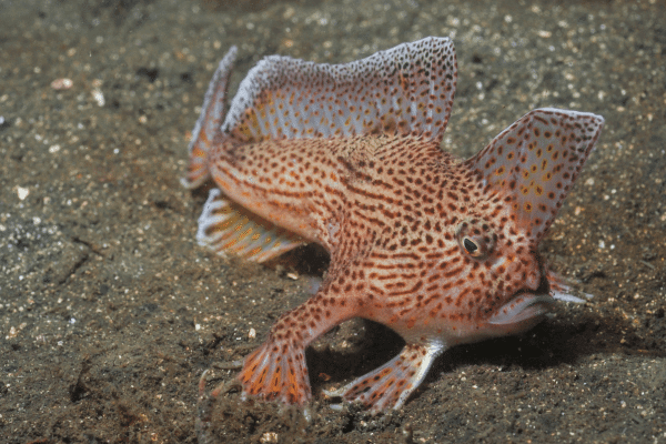 The Spotted Handfish