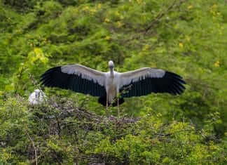 Asian openbill at Vettangudi