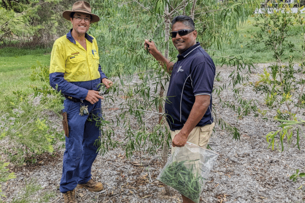 Rockhampton Regional Council’s Horticulturist Kelvin Wykes and M Naiker inspecting gumbi gumbi plant at their native hub