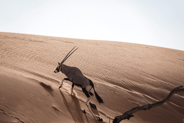 Oryx in Namib desert