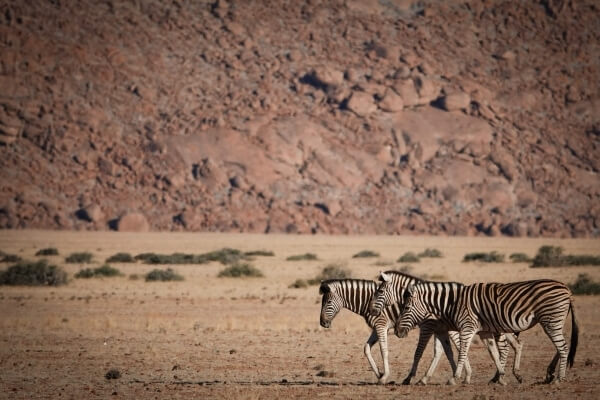 things to do in namib desert (2)