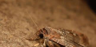 bogong moth milky way