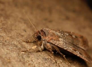 bogong moth milky way