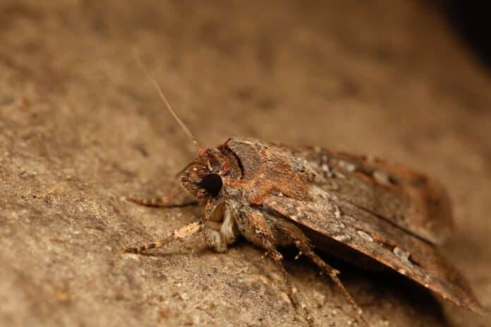 bogong moth milky way