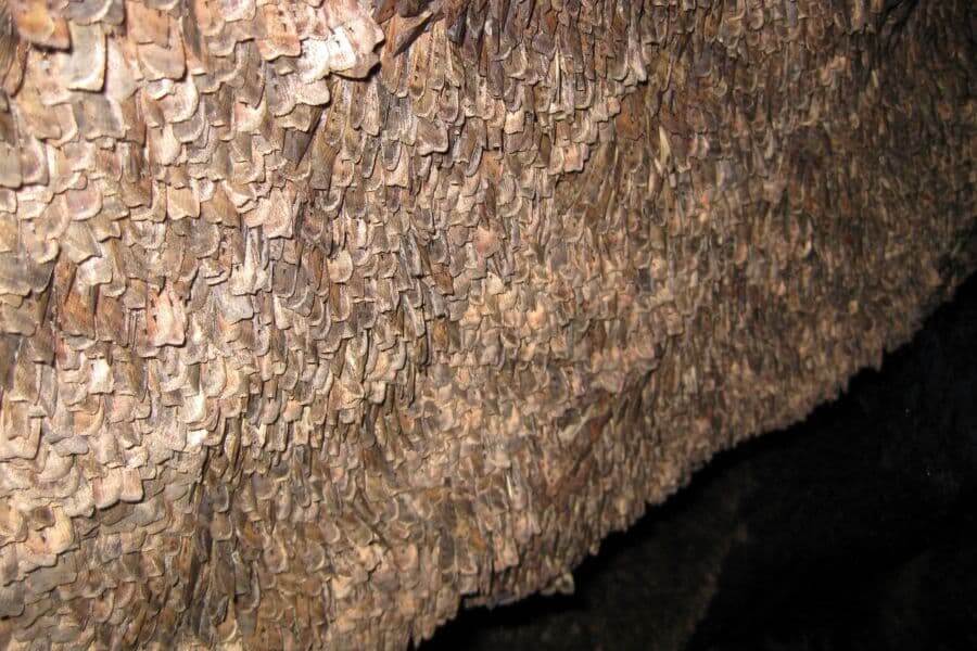 Bogong moths in Snowy Mountains
