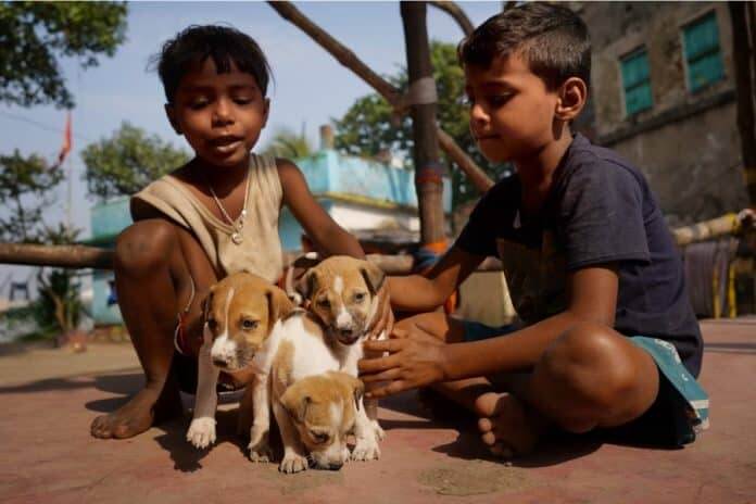 delhi dogs