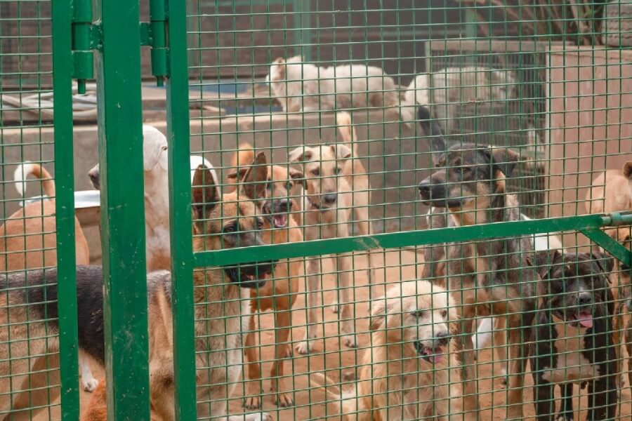 stray dogs shelters