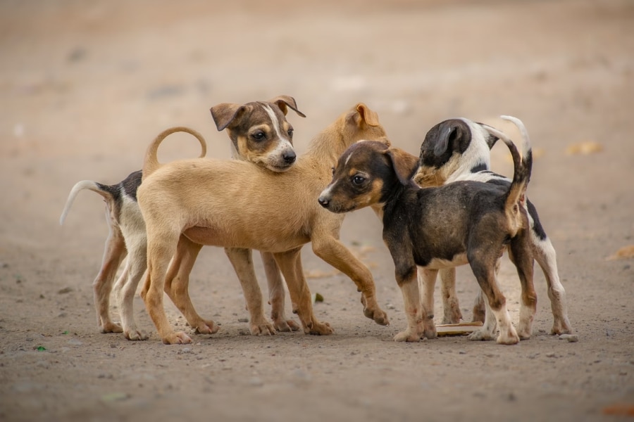 delhi stray dogs removal