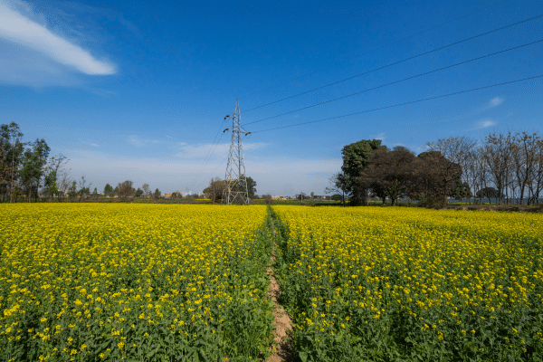 punjab fields burning pollution
