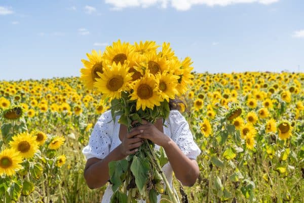Sunflowers dunnstown ballarat