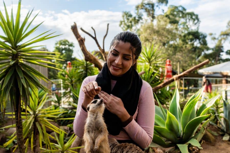 ballarat meerkat wildlife park
