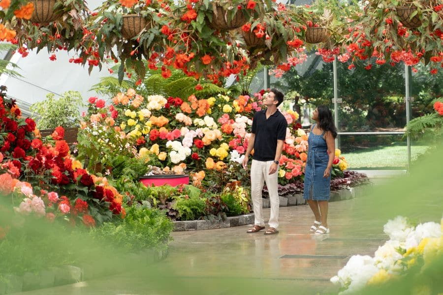 begonia festival ballarat