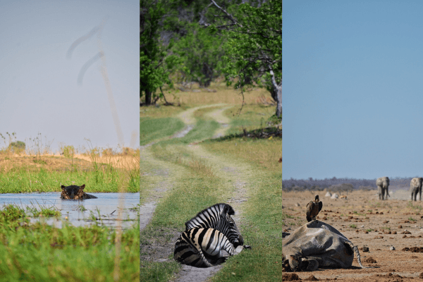 Solo travel Botswana