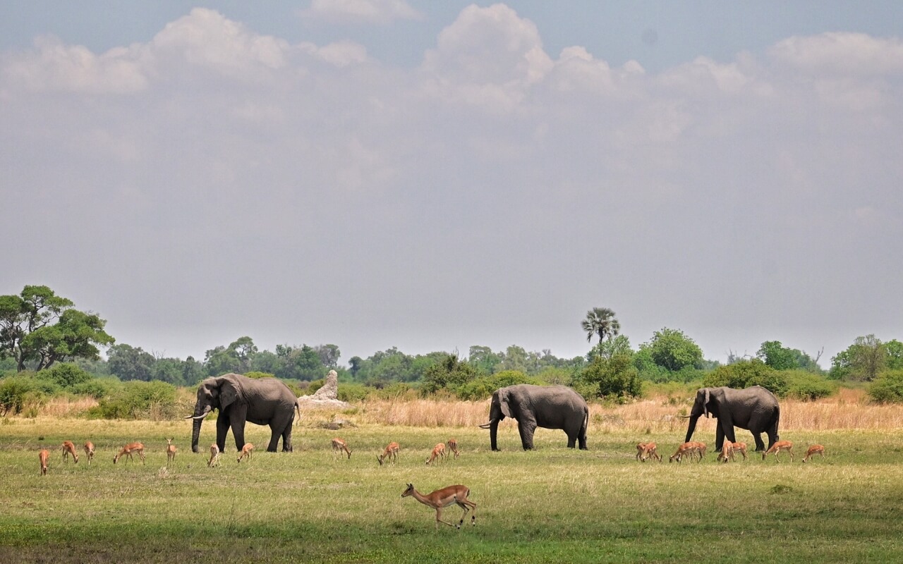 Solo travel: Unexpected life lessons in Botswana