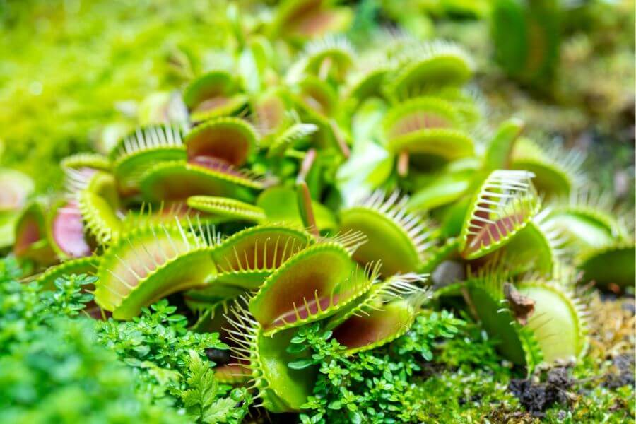 Sensory life of plants