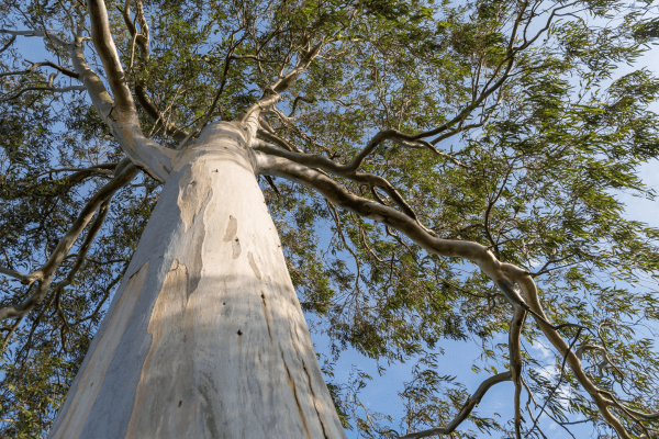 eucalyptus bark reduces pollution