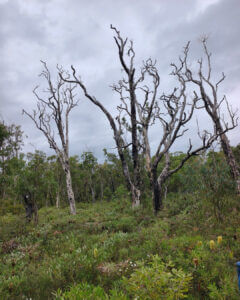 Many eucalypt species can resprout after fire, though their resilience has limits.