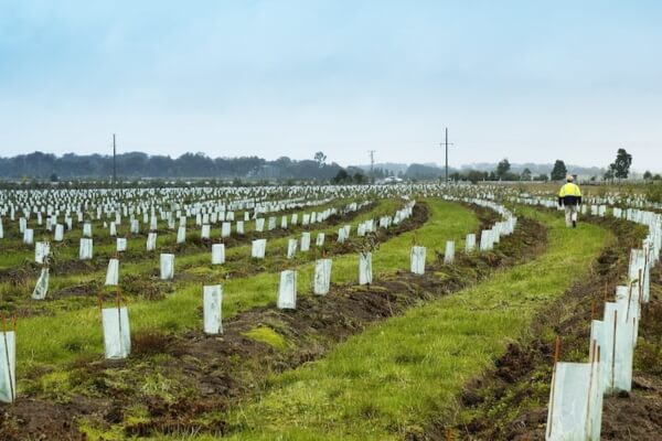 Restoration efforts(Resources Victoria)
