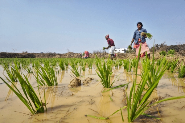 rice paddy