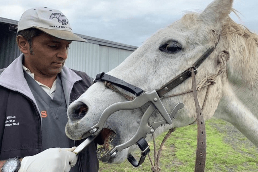 horse