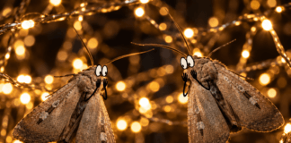 Moth-er of all seasons moths shocked