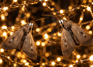 moths shocked